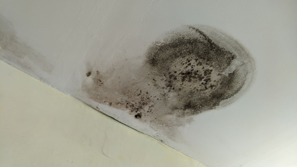 a leaky pipe and mold growing nearby / mold on the ceiling