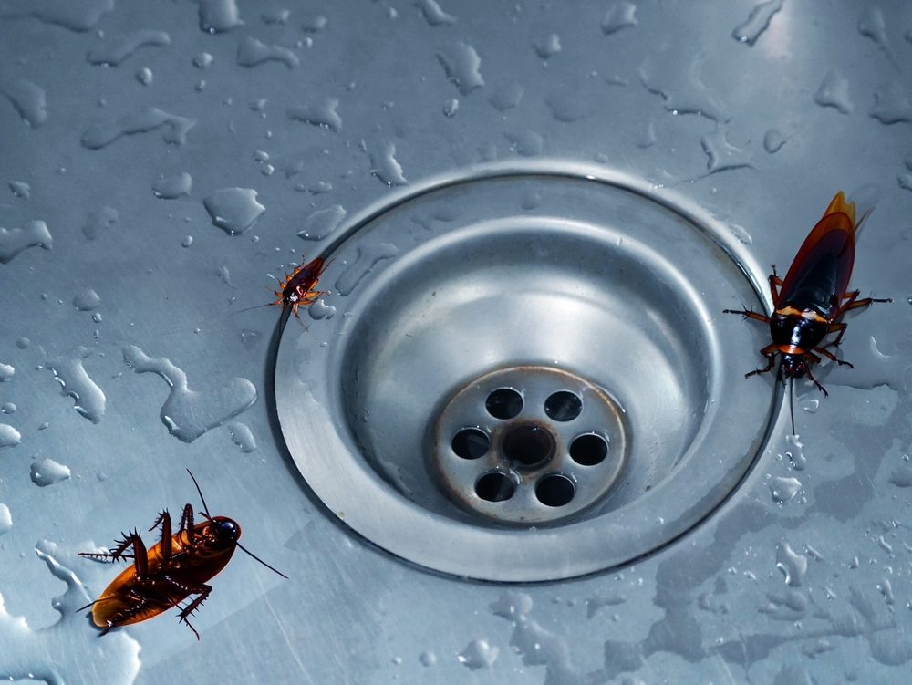 pests near drains